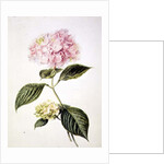 PD.64-1975 Hydrangea hortensia by Arnoldus Bloemers