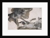 Sketches of a Kitten by Alexandre-Francois Desportes