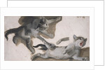 Sketches of a Kitten by Alexandre-Francois Desportes