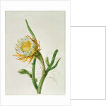 Night-flower cactus, native to Jamaica by Henriette Gertruide Knip