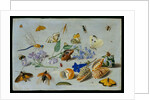 Butterflies and other insects, 1661 by Jan van the Elder Kessel