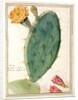 PD.115-1973. f38 Detail of Cactus with Orange Flower, c.1764 by Georg Dionysius Ehret