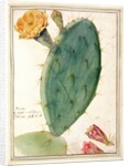 PD.115-1973. f38 Detail of Cactus with Orange Flower, c.1764 by Georg Dionysius Ehret