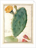 PD.115-1973. f38 Detail of Cactus with Orange Flower, c.1764 by Georg Dionysius Ehret