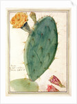 PD.115-1973. f38 Detail of Cactus with Orange Flower, c.1764 by Georg Dionysius Ehret