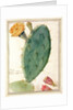PD.115-1973. f38 Detail of Cactus with Orange Flower, c.1764 by Georg Dionysius Ehret