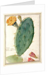PD.115-1973. f38 Detail of Cactus with Orange Flower, c.1764 by Georg Dionysius Ehret