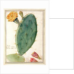 PD.115-1973. f38 Detail of Cactus with Orange Flower, c.1764 by Georg Dionysius Ehret