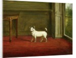 Portrait of a Jack Russell Terrier 1814 by William Henry Davis
