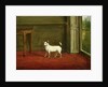 Portrait of a Jack Russell Terrier 1814 by William Henry Davis