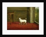 Portrait of a Jack Russell Terrier 1814 by William Henry Davis