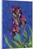 Irises by Frances Treanor