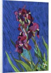 Irises by Frances Treanor