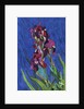 Irises by Frances Treanor