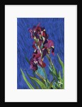 Irises by Frances Treanor