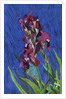 Irises by Frances Treanor