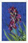 Irises by Frances Treanor