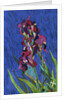 Irises by Frances Treanor