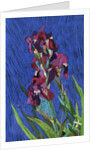 Irises by Frances Treanor