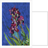 Irises by Frances Treanor