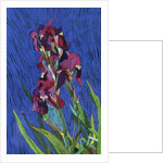 Irises by Frances Treanor