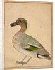 A Green-winged Teal, c.1730 by Indian School