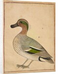 A Green-winged Teal, c.1730 by Indian School