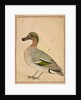 A Green-winged Teal, c.1730 by Indian School