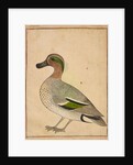 A Green-winged Teal, c.1730 by Indian School