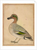A Green-winged Teal, c.1730 by Indian School