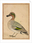 A Green-winged Teal, c.1730 by Indian School
