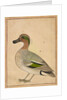 A Green-winged Teal, c.1730 by Indian School