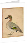 A Green-winged Teal, c.1730 by Indian School