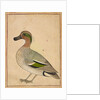 A Green-winged Teal, c.1730 by Indian School