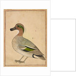 A Green-winged Teal, c.1730 by Indian School