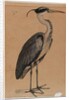 Grey heron by Indian School