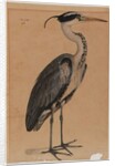 Grey heron by Indian School