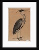 Grey heron by Indian School