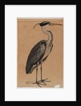 Grey heron by Indian School