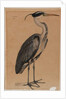 Grey heron by Indian School