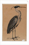 Grey heron by Indian School