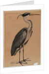 Grey heron by Indian School