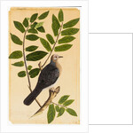 A Turtur by Indian School