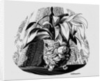 Aspidistra in a Bowl, 1950s by George Adamson