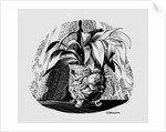 Aspidistra in a Bowl, 1950s by George Adamson