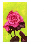 Bright Rose, 1980s by George Adamson