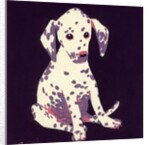 Dalmation Puppy, 1950s by George Adamson