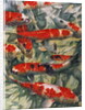 Koi Carp by Gareth Lloyd Ball