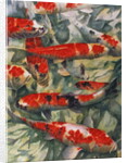 Koi Carp by Gareth Lloyd Ball