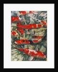 Koi Carp by Gareth Lloyd Ball